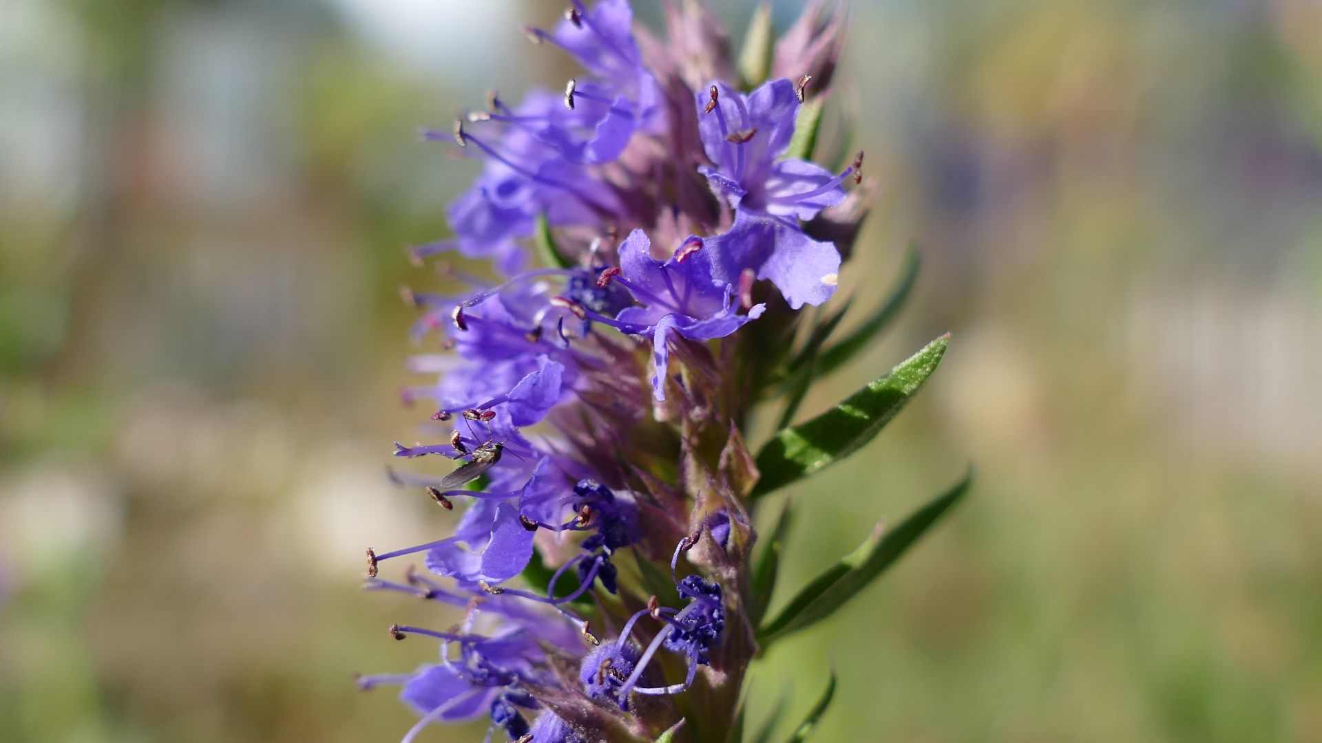 File:Hyssop (Hyssopus officinalis).jpg
