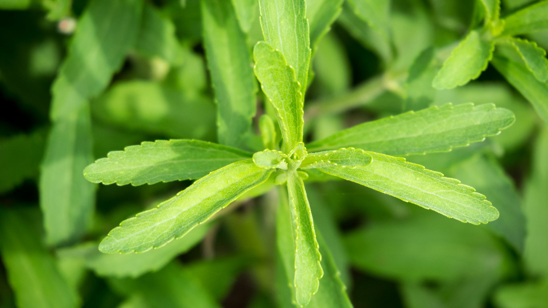 File:Das Süßkraut, lat. Stevia rebaudiana 03.jpg