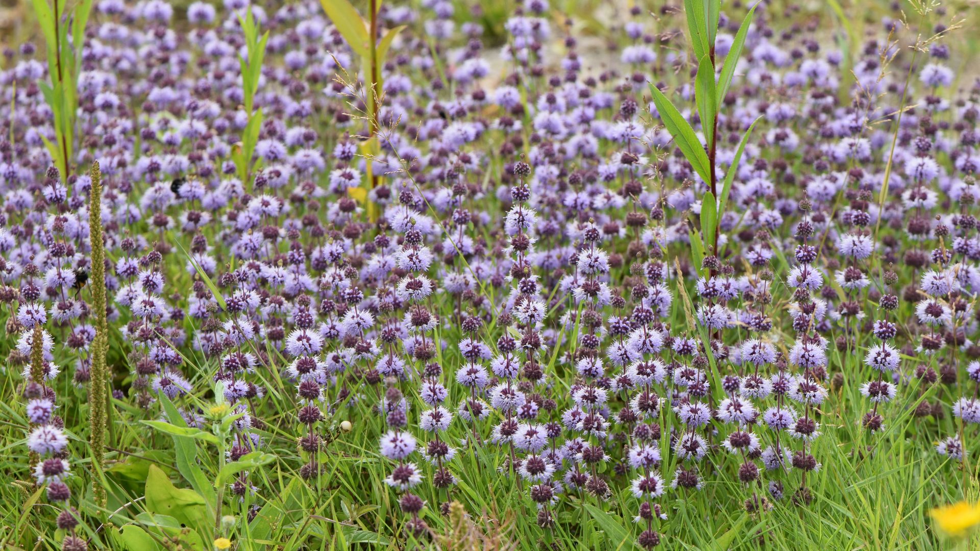 File:Mentha pulegium kz13.jpg