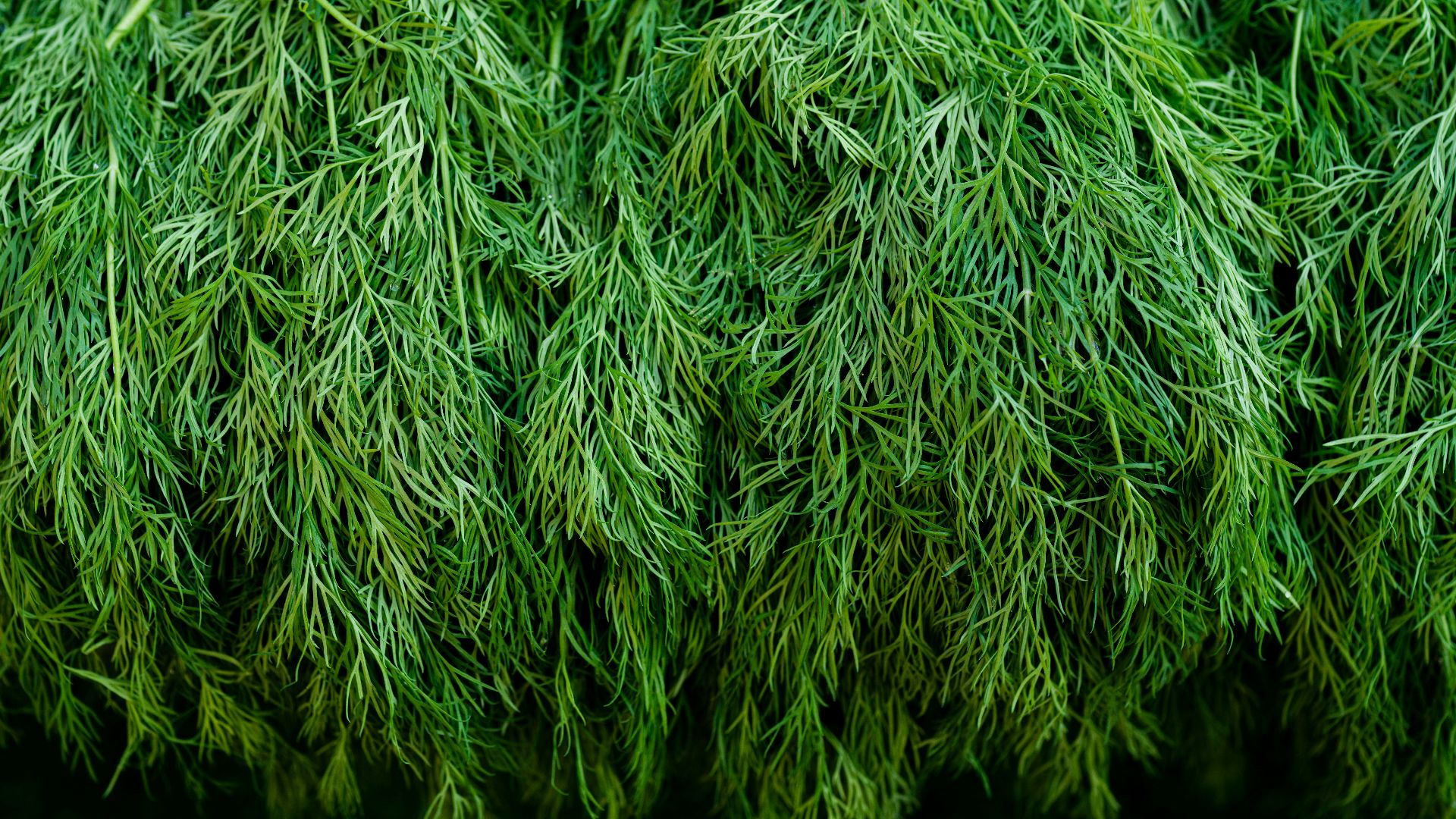 a close up of a bunch of green grass