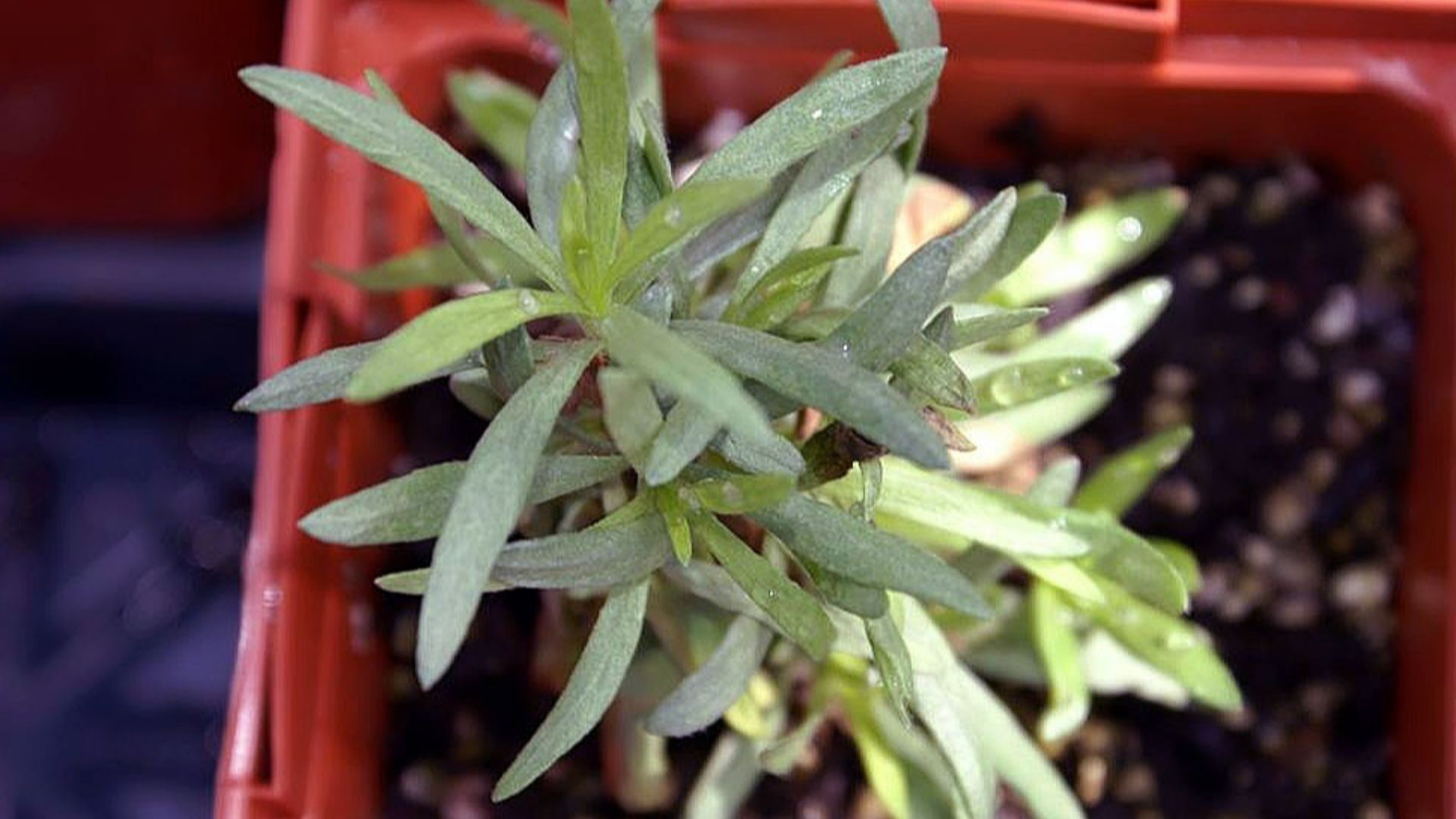 File:Artemisia dracunculus 16zz.jpg