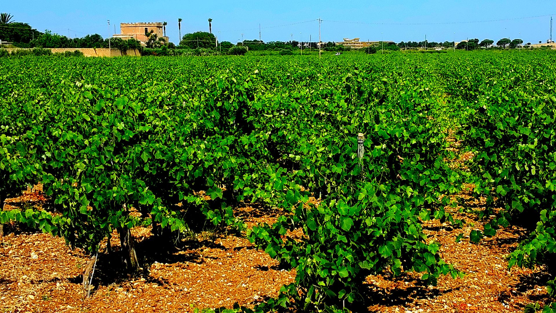 File:Vigneto a Mazara del Vallo 1 - Flickr - Rino Porrovecchio.jpg