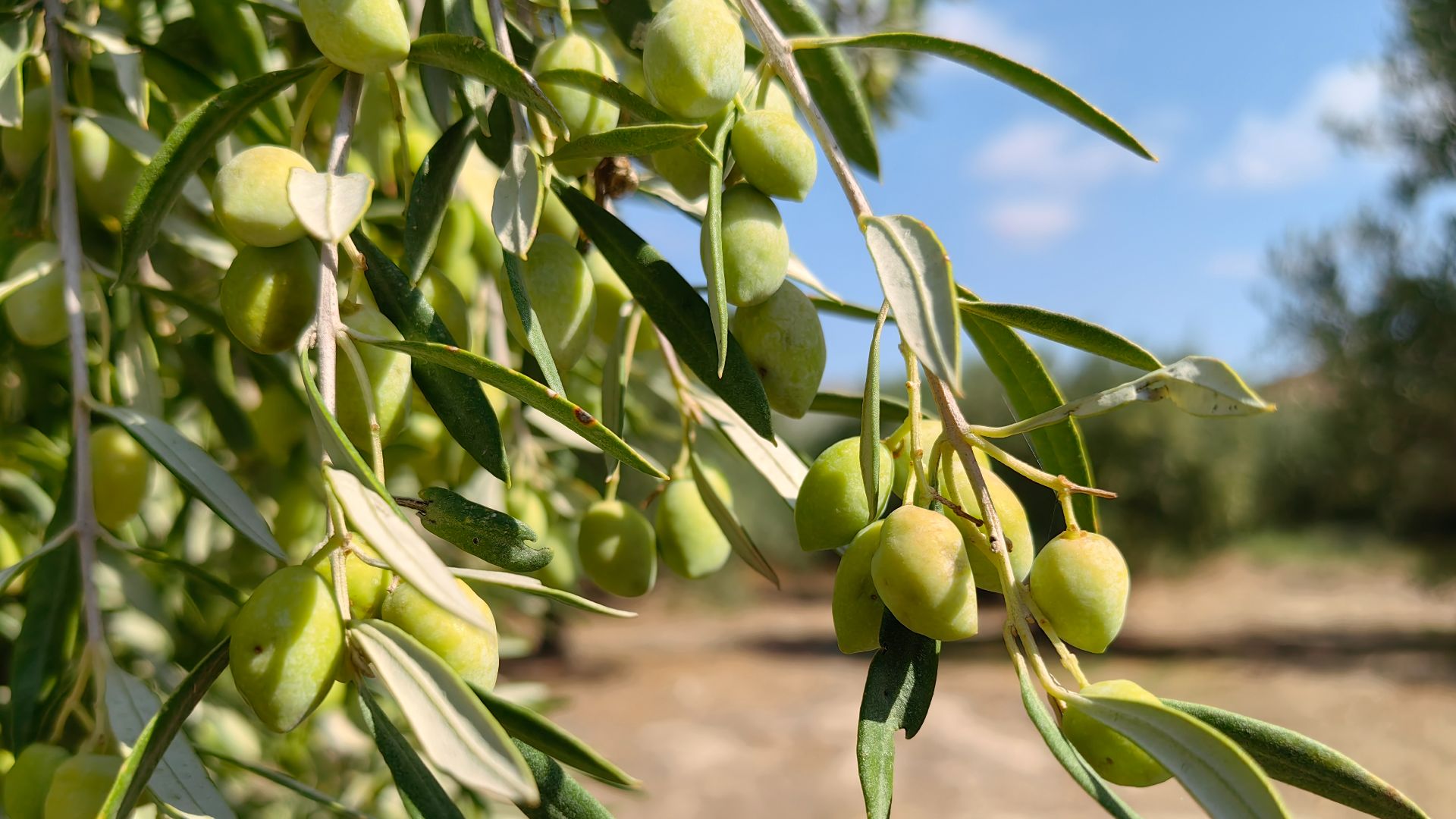 File:Koroneiki-Olive-Tree-Sitia-Crete-Greece-6.jpg