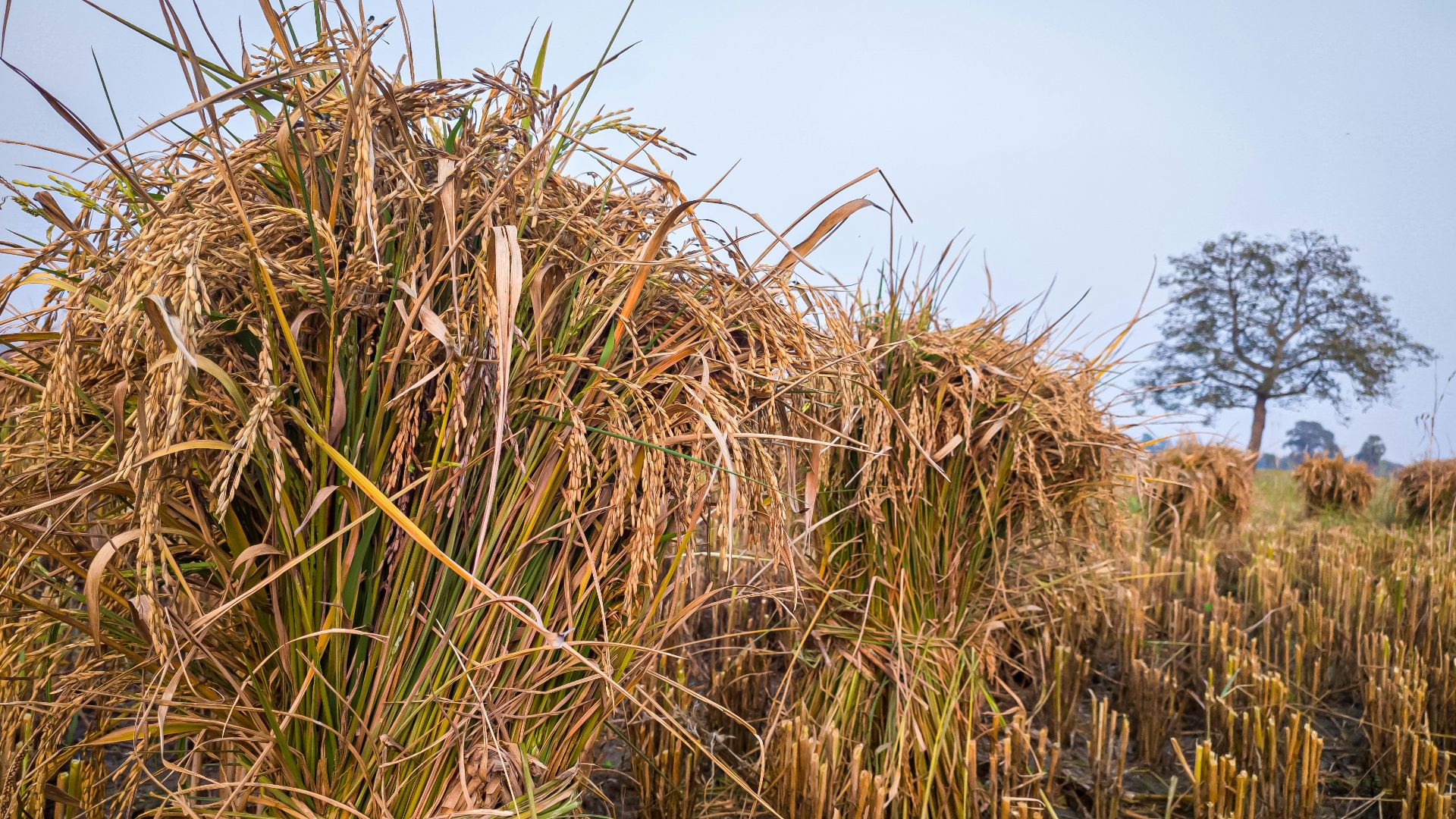 a large pile of dry grass in the middle of a field