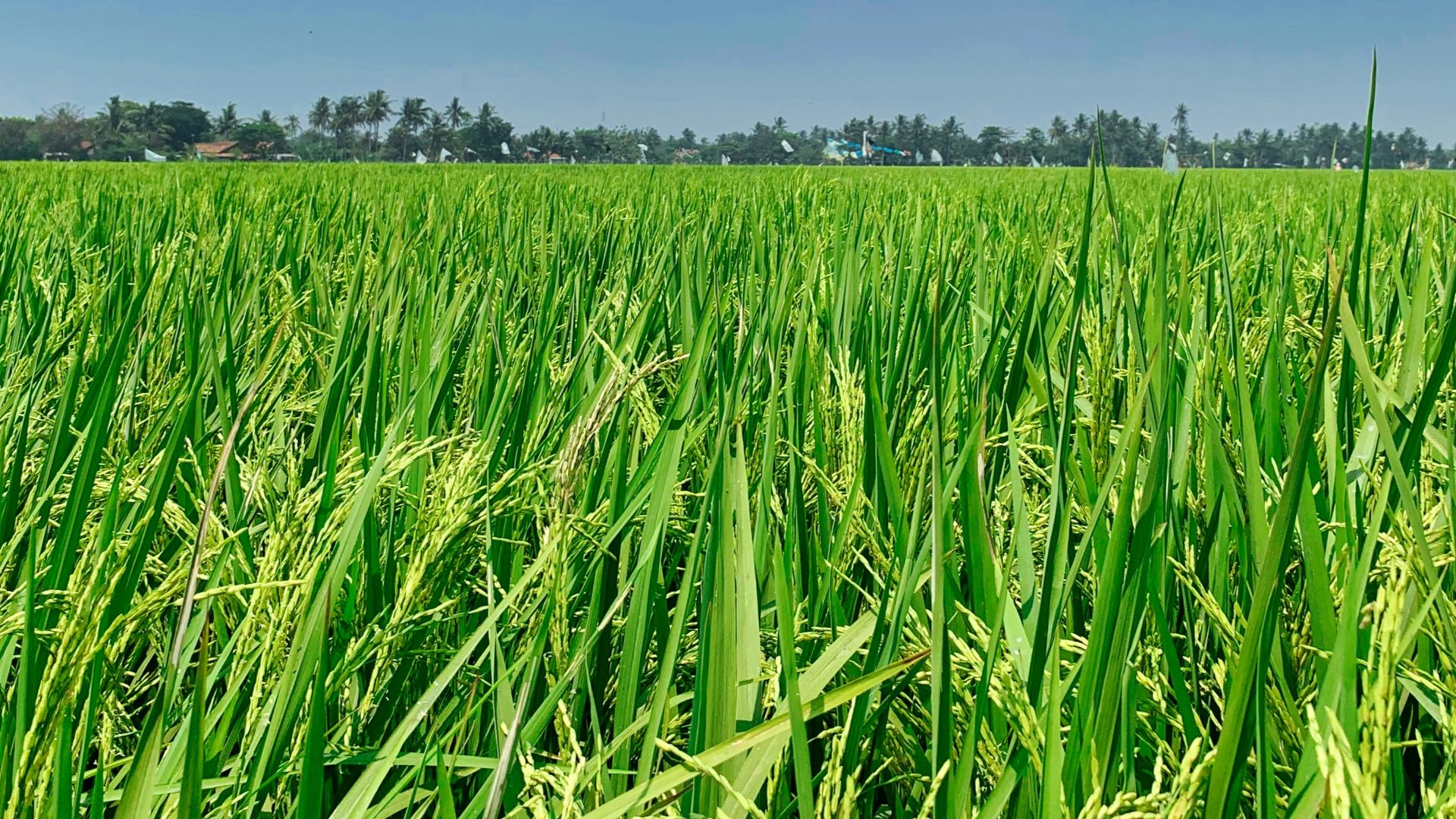 green grass field under blue sky during daytime