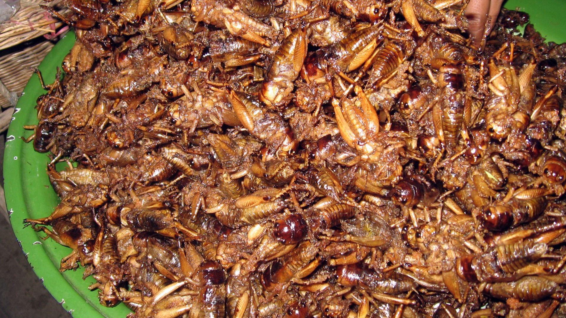 File:Fried crickets in Cambodia.jpg