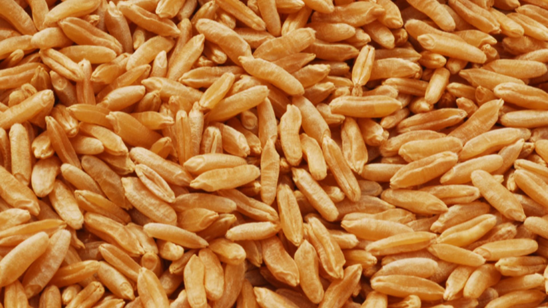 File:Kamut grain.jpg
