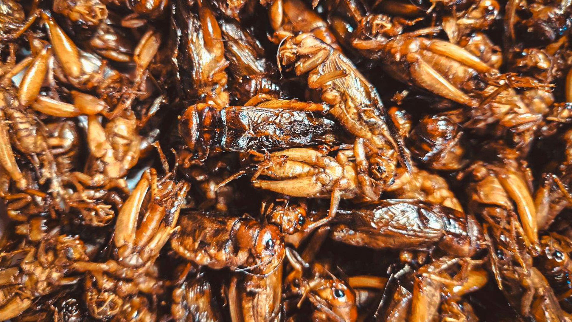 A close up of a bunch of bugs