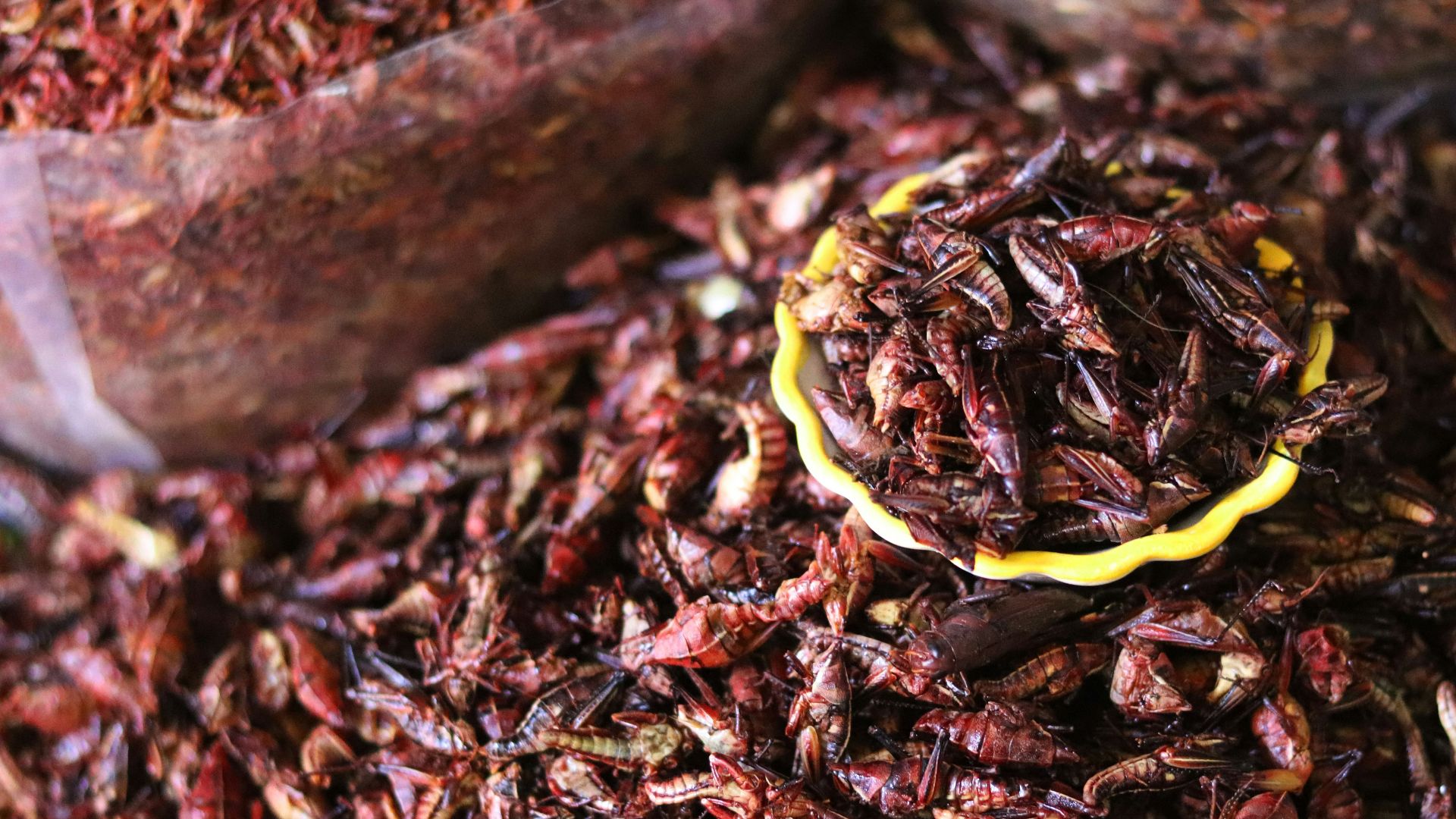 a pile of dried insects sitting next to a wooden scoop