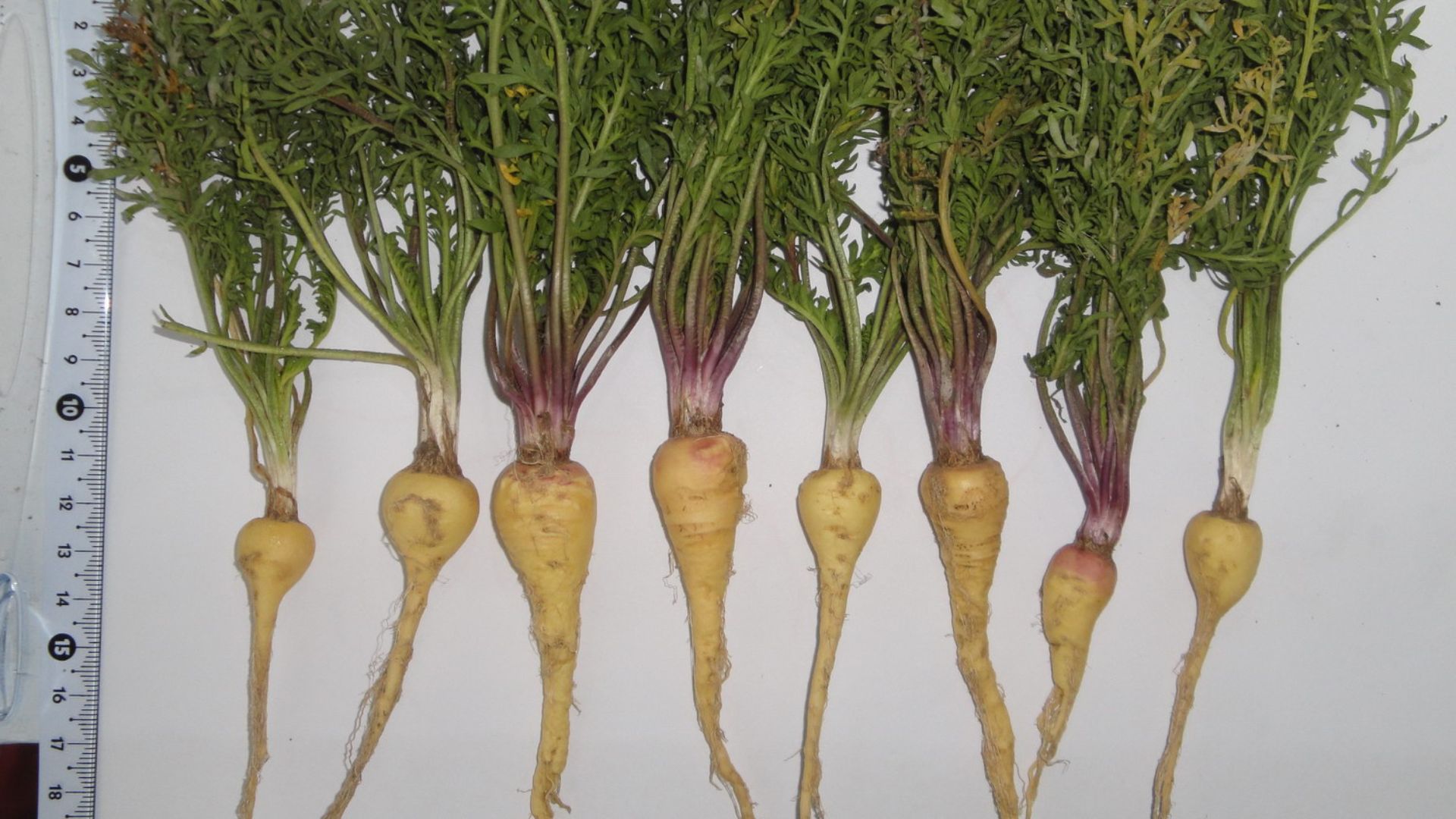 File:Lepidium meyenii, Tsaghkadzor, in culture.jpg