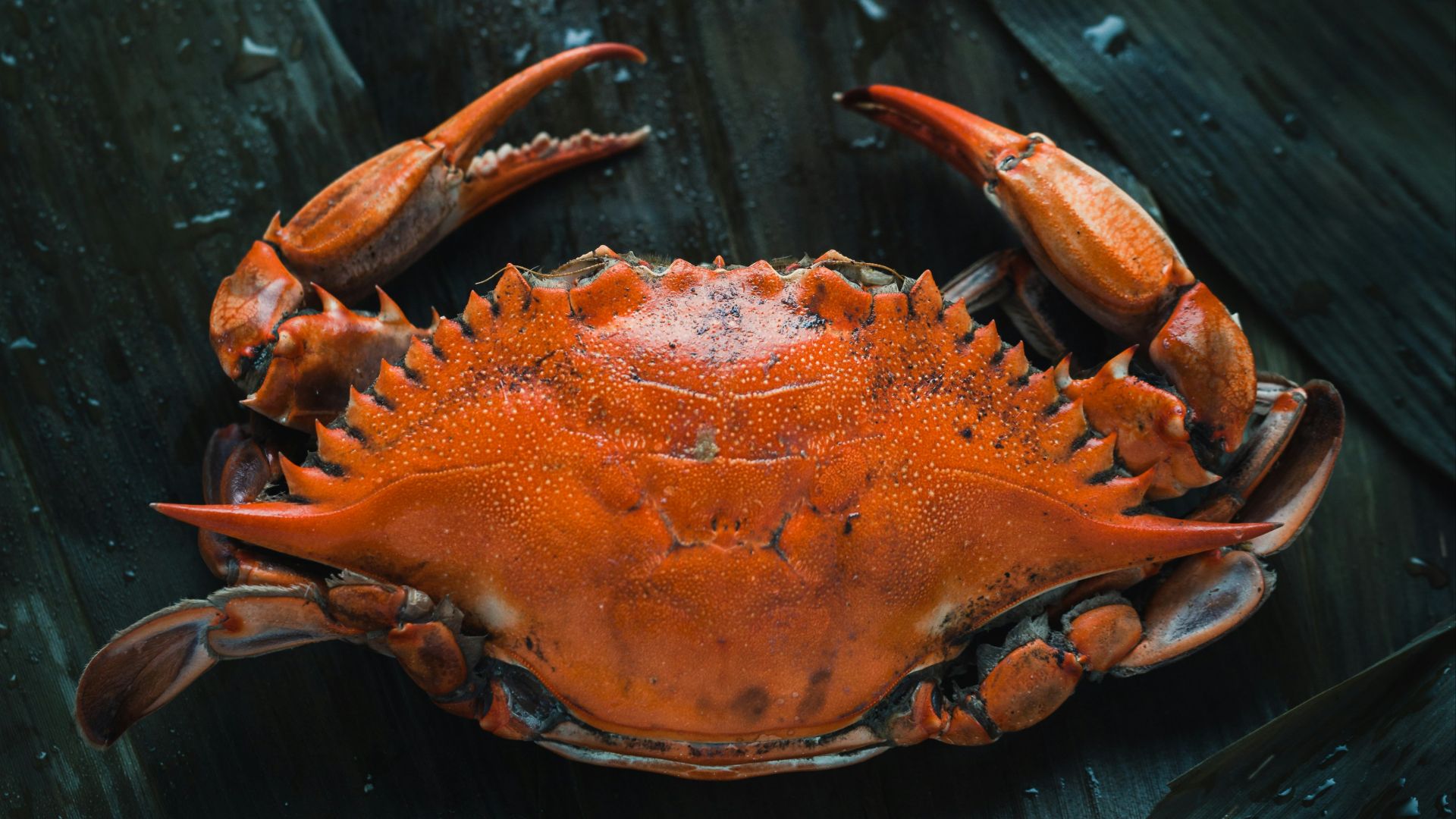 brown crab on brown surface