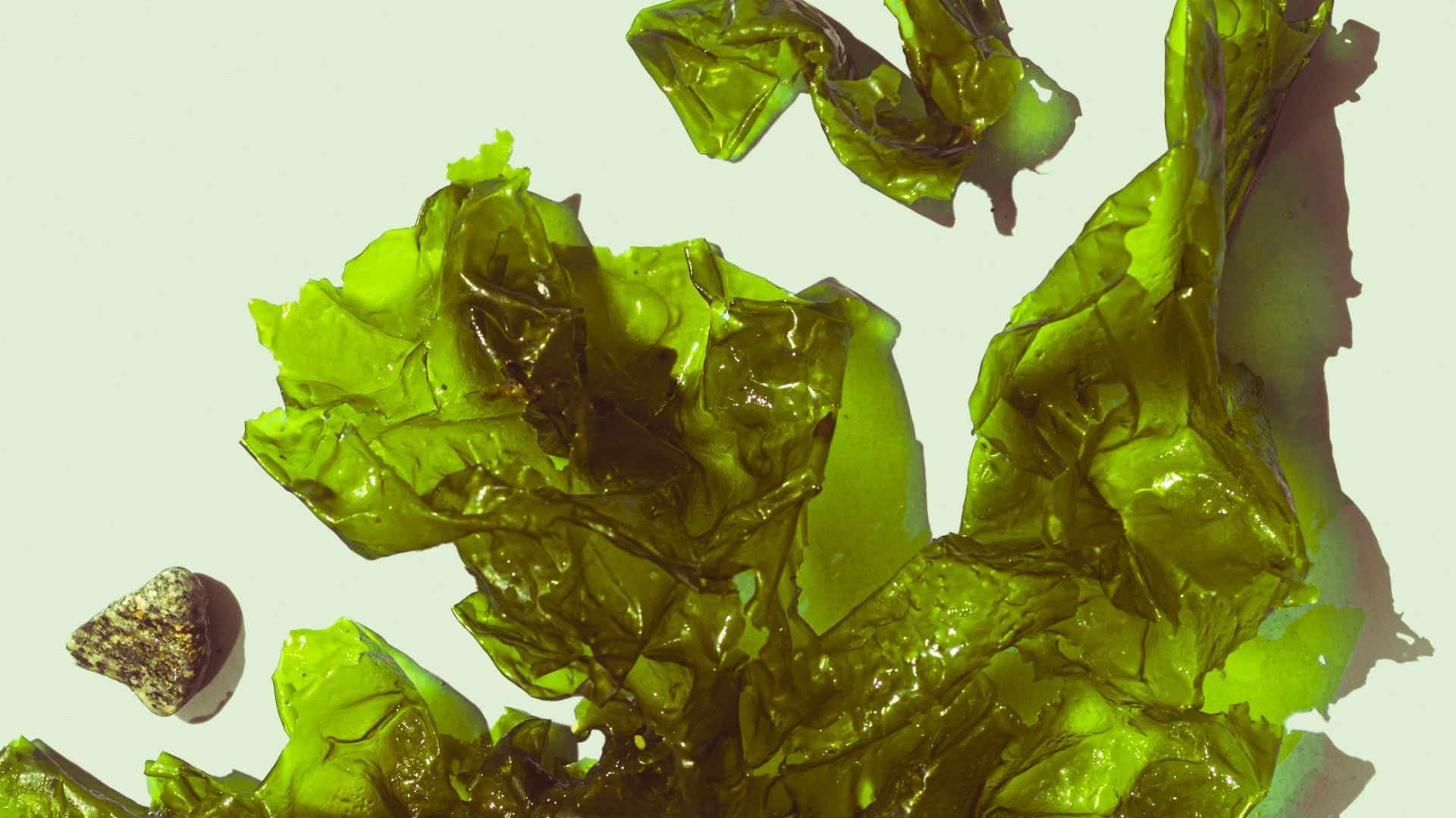 lettuce leaves and nuts on a white surface