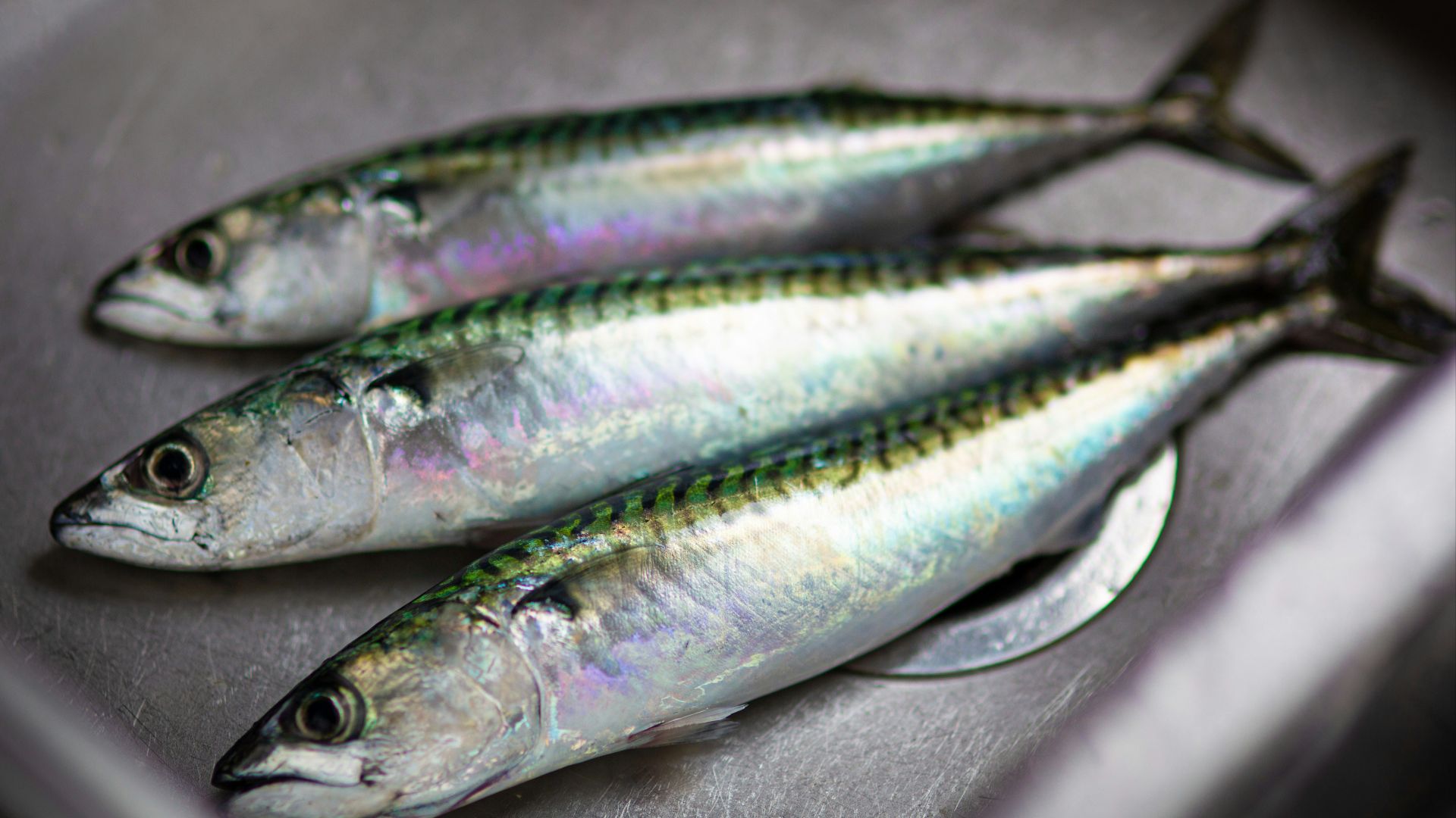 shallow focus photo of fish on stainless steel surface