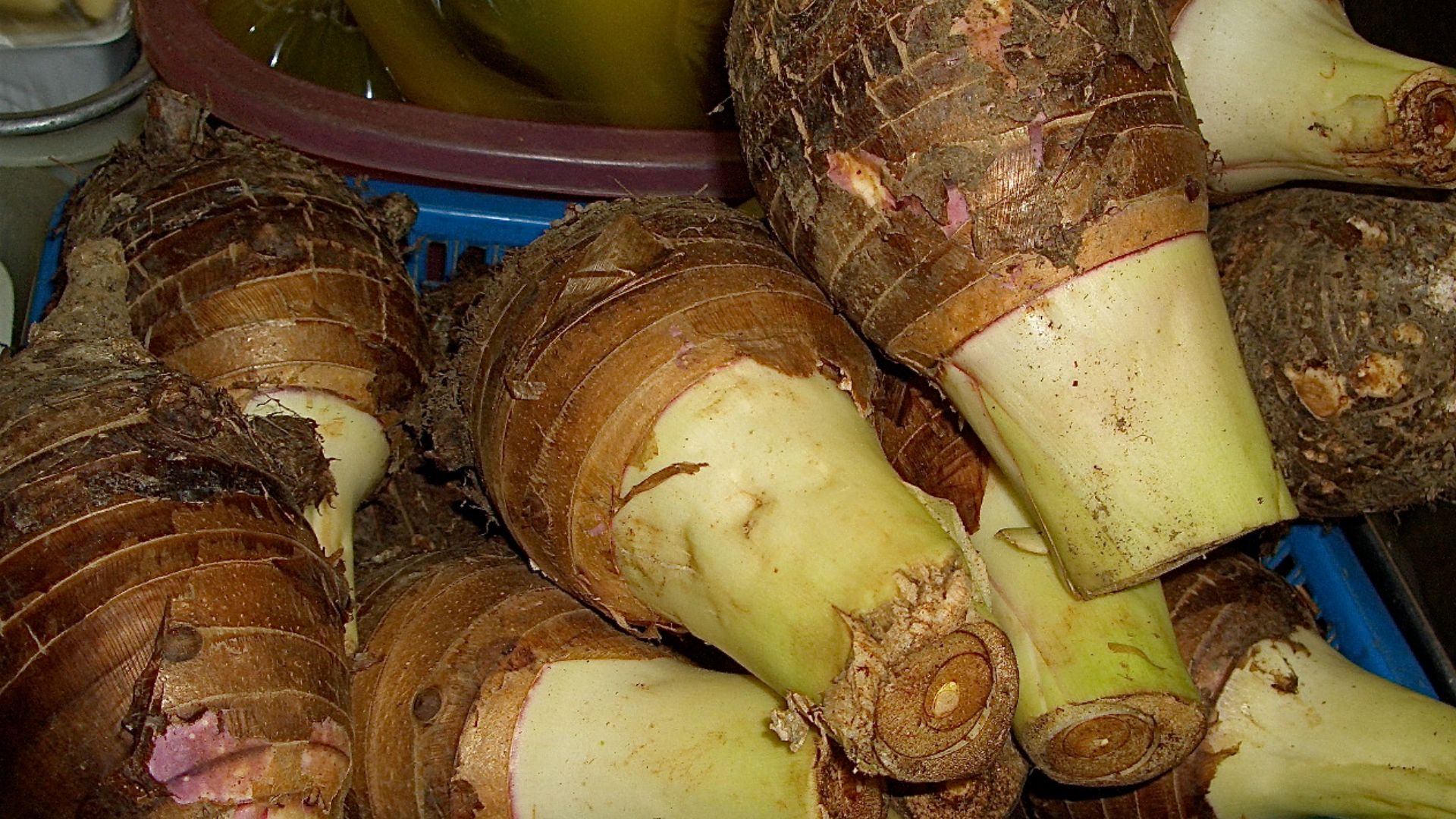 File:Taro root (taro corm).jpg