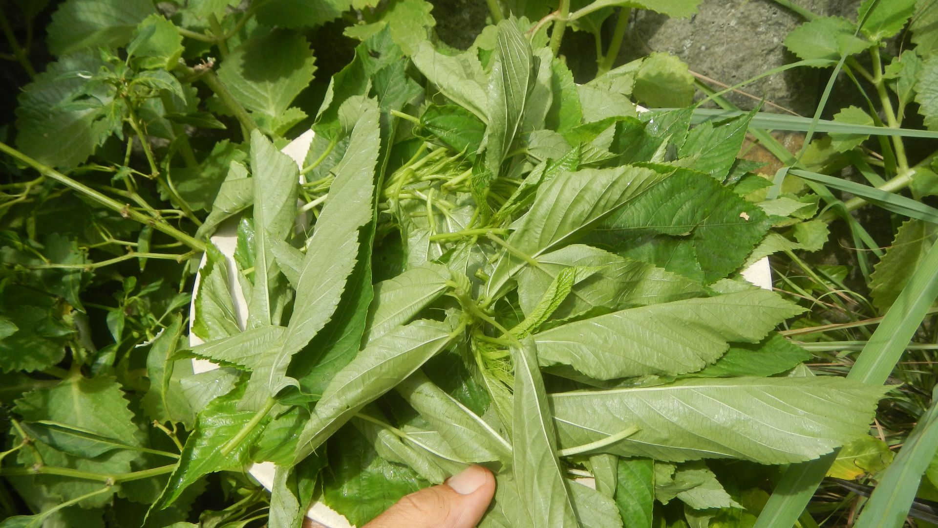 File:6Saluyot leaves 03.jpg