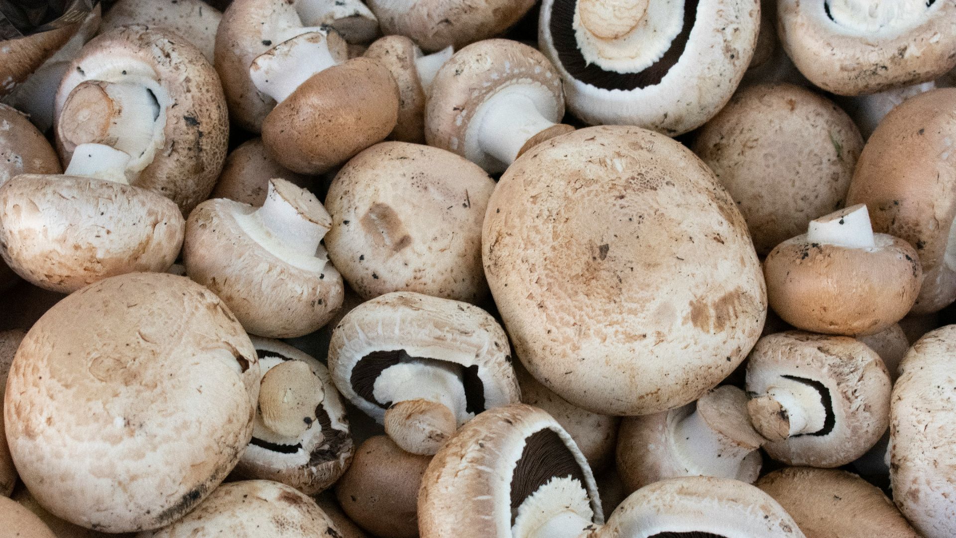brown and white mushrooms on black surface