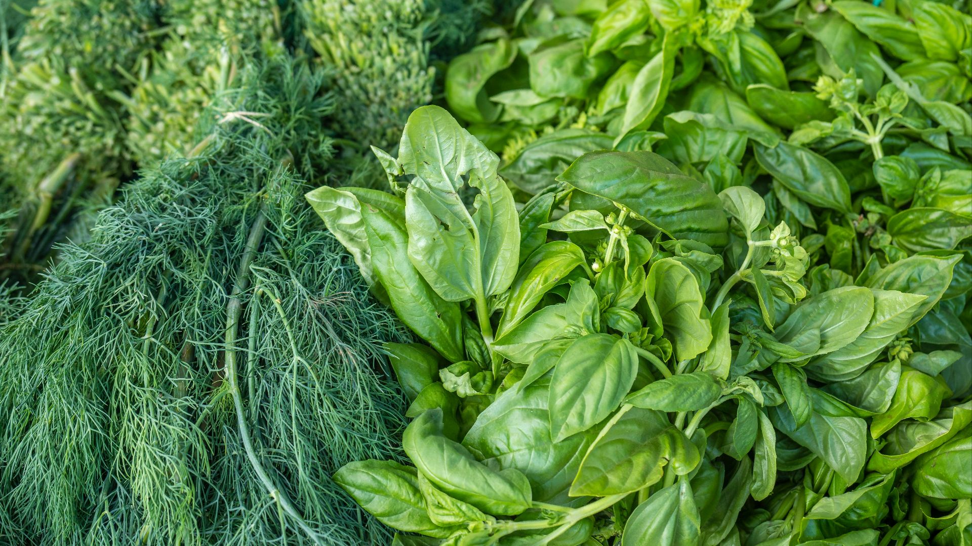 green leaves on blue net