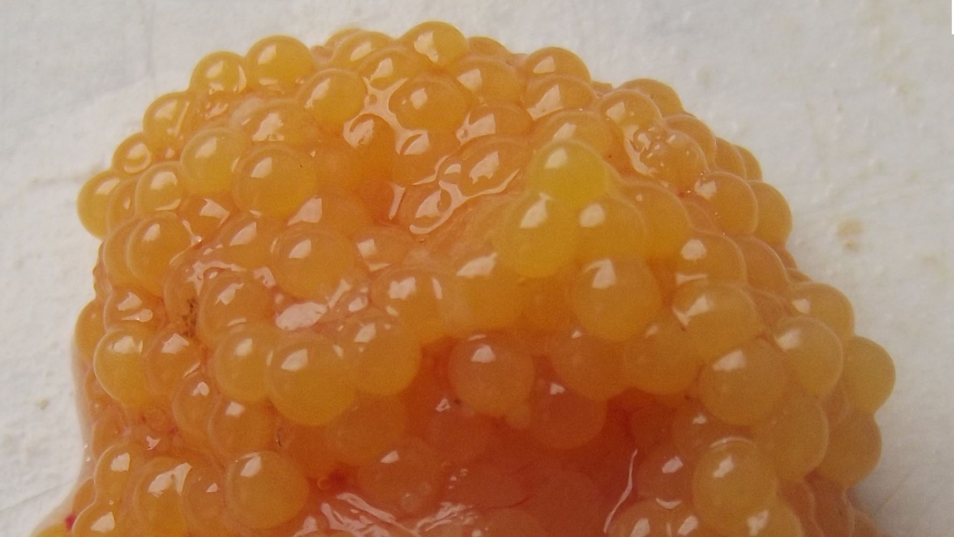 17927990658995f476ebc0677c1c956f7c8e5ff2990a365674.jpg