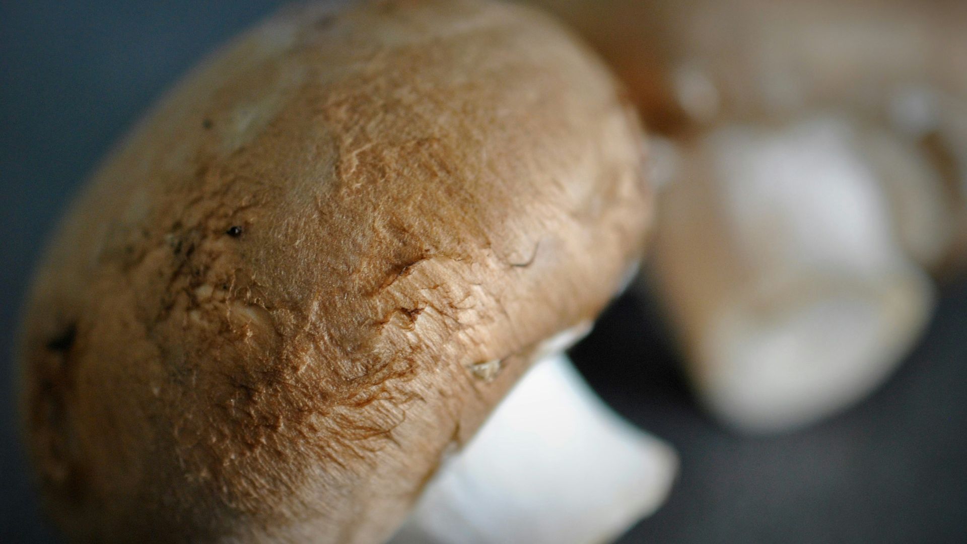Two brown mushrooms on a dark surface