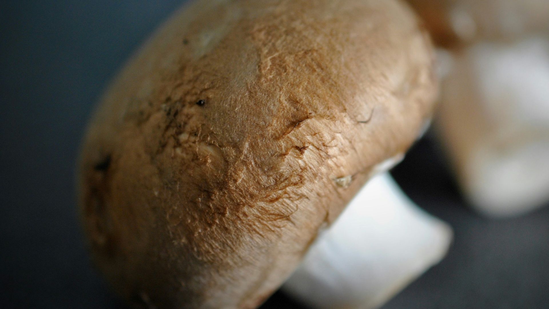 Two brown mushrooms on a dark surface