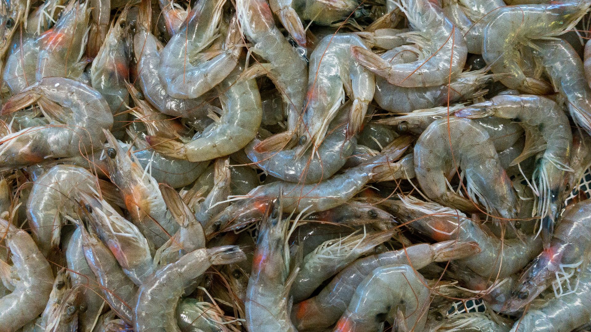a bunch of shrimp that are laying on the ground