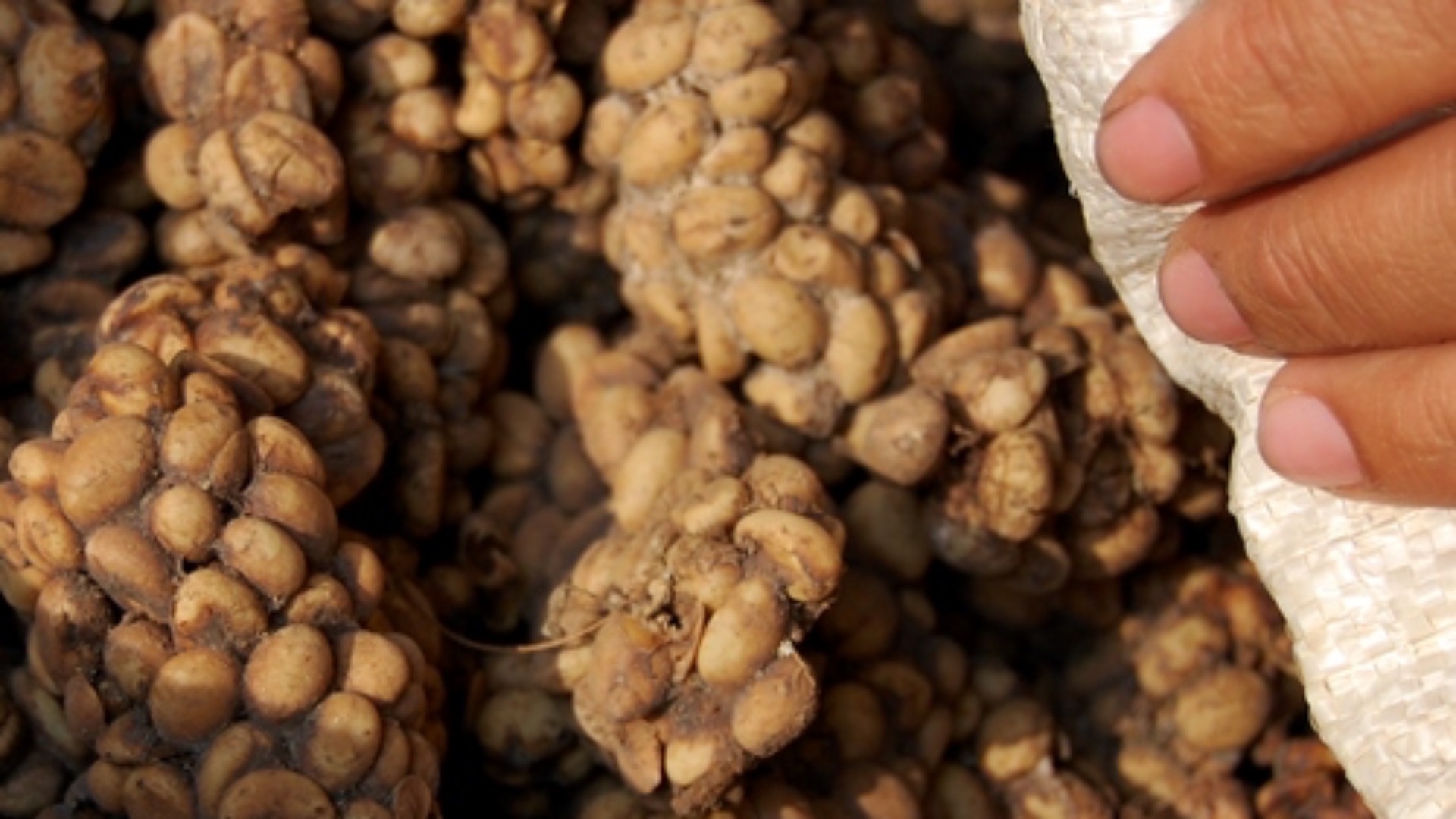 File:Kopi luwak 090910-0075 lamb.JPG