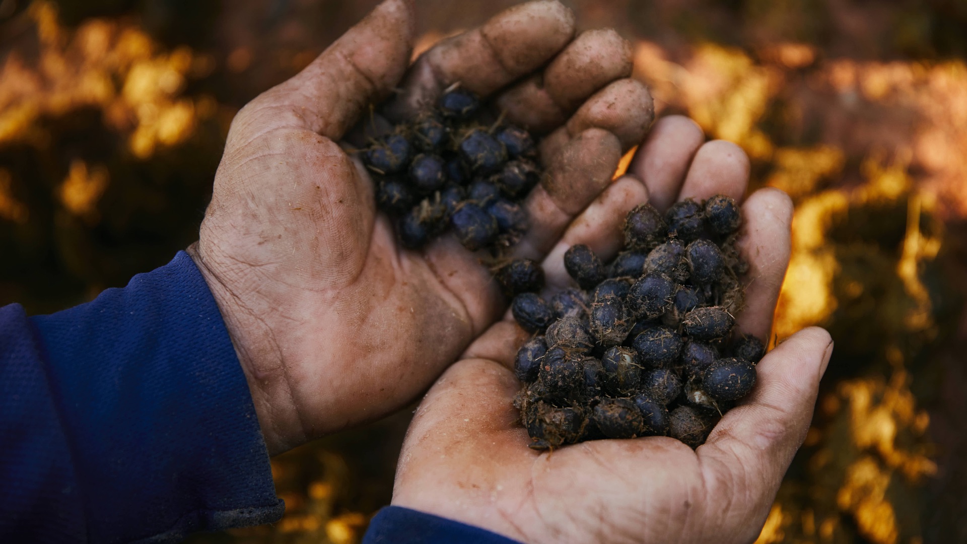 File:Black Ivory coffee beans.jpg