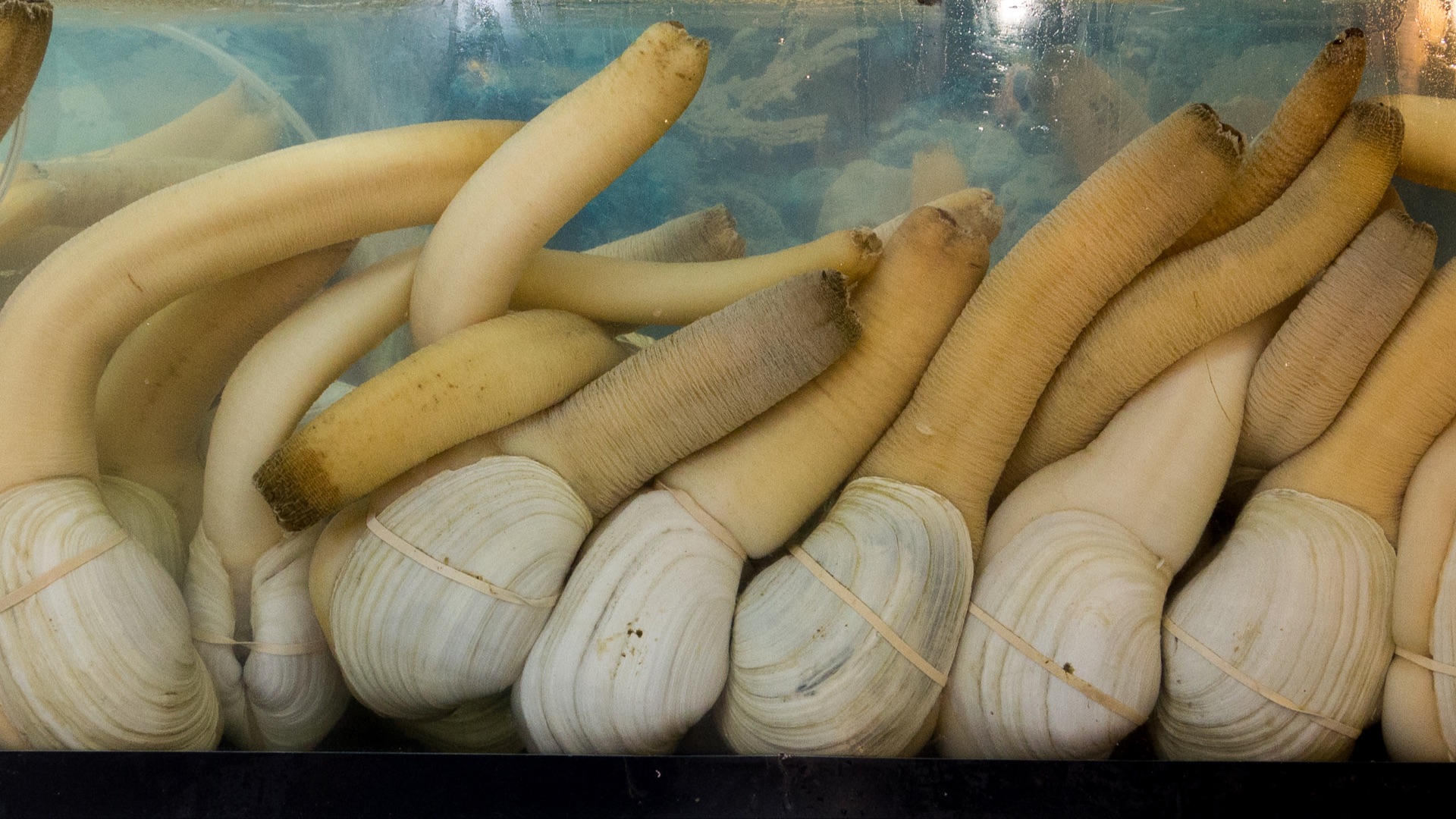 File:Almejas chiludas - Panopea Generosa.jpg