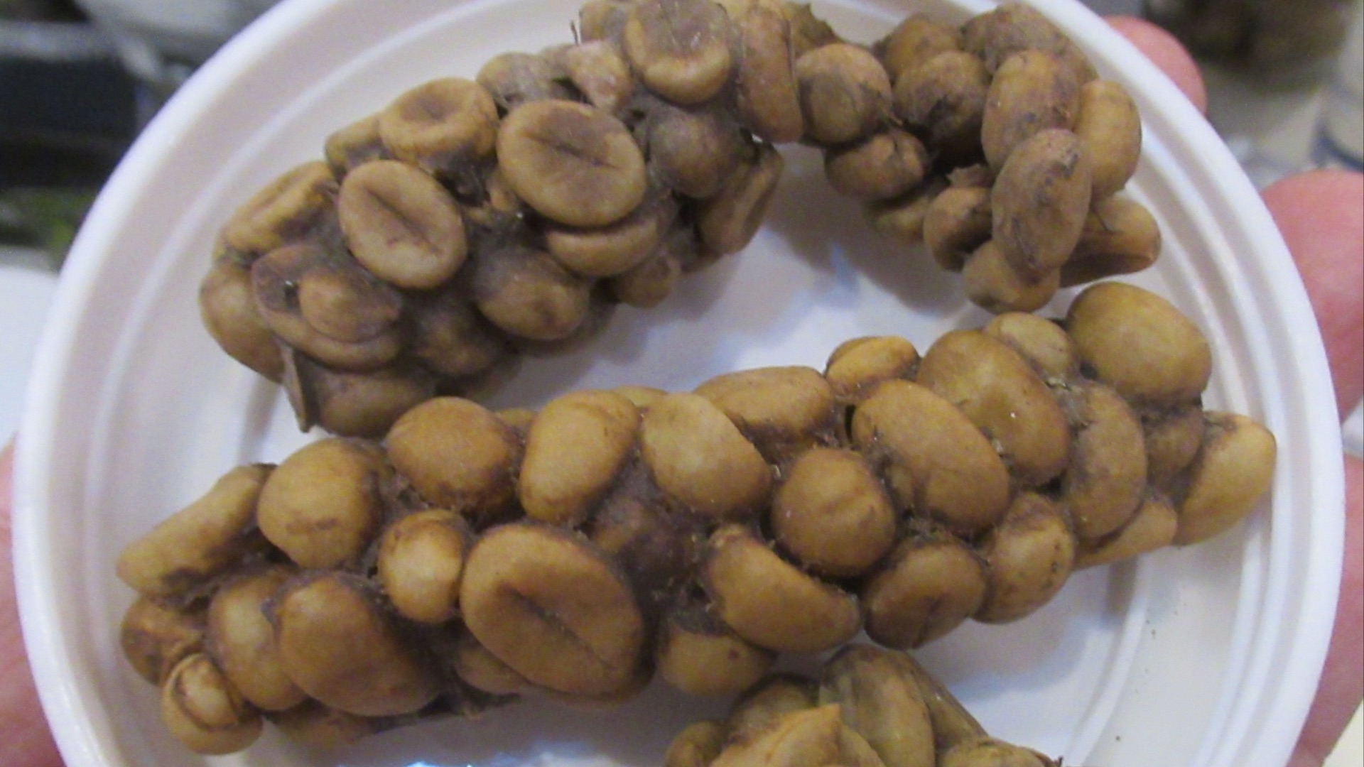 File:Roasted Palawan Wild Civet Coffee2.jpg