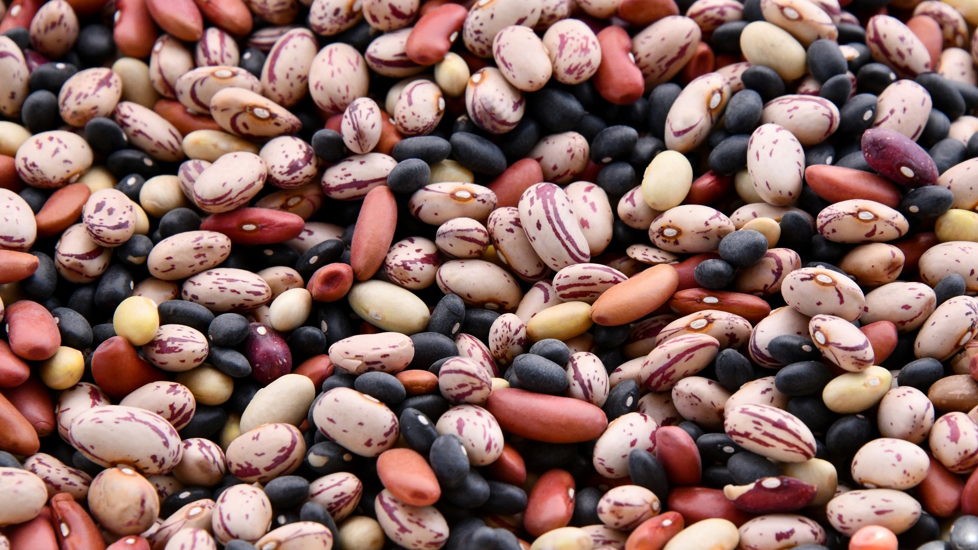 assorted-colored bean lot