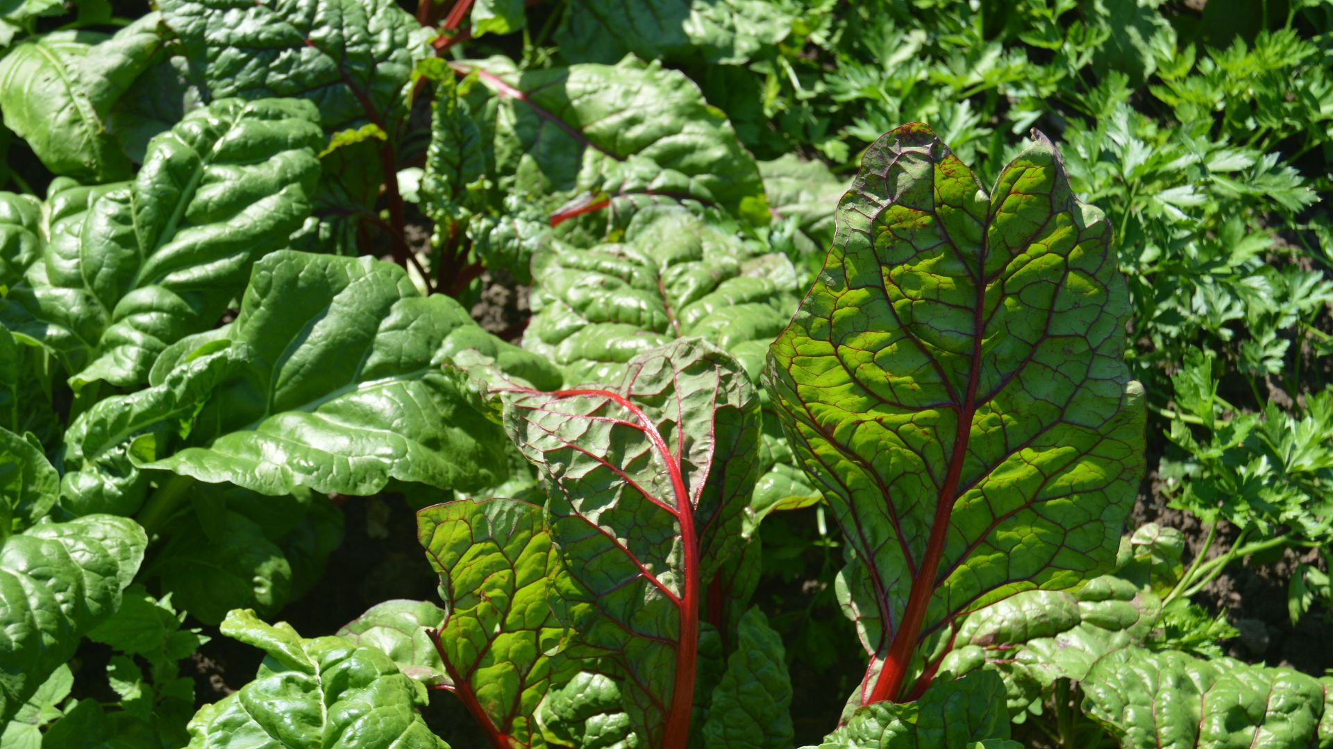 a close up of a green leafy plant in a garden