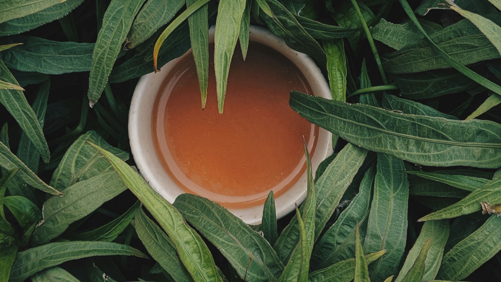 filled white bowl surrounded by snake plants