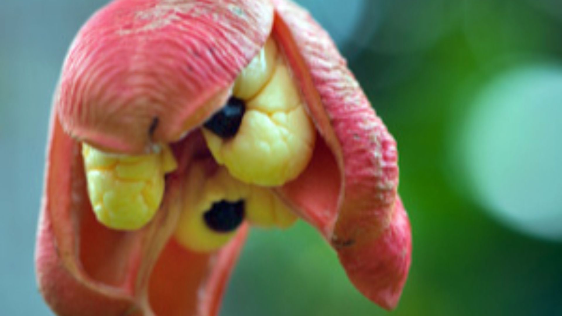 File:Blighia sapida 2.jpg