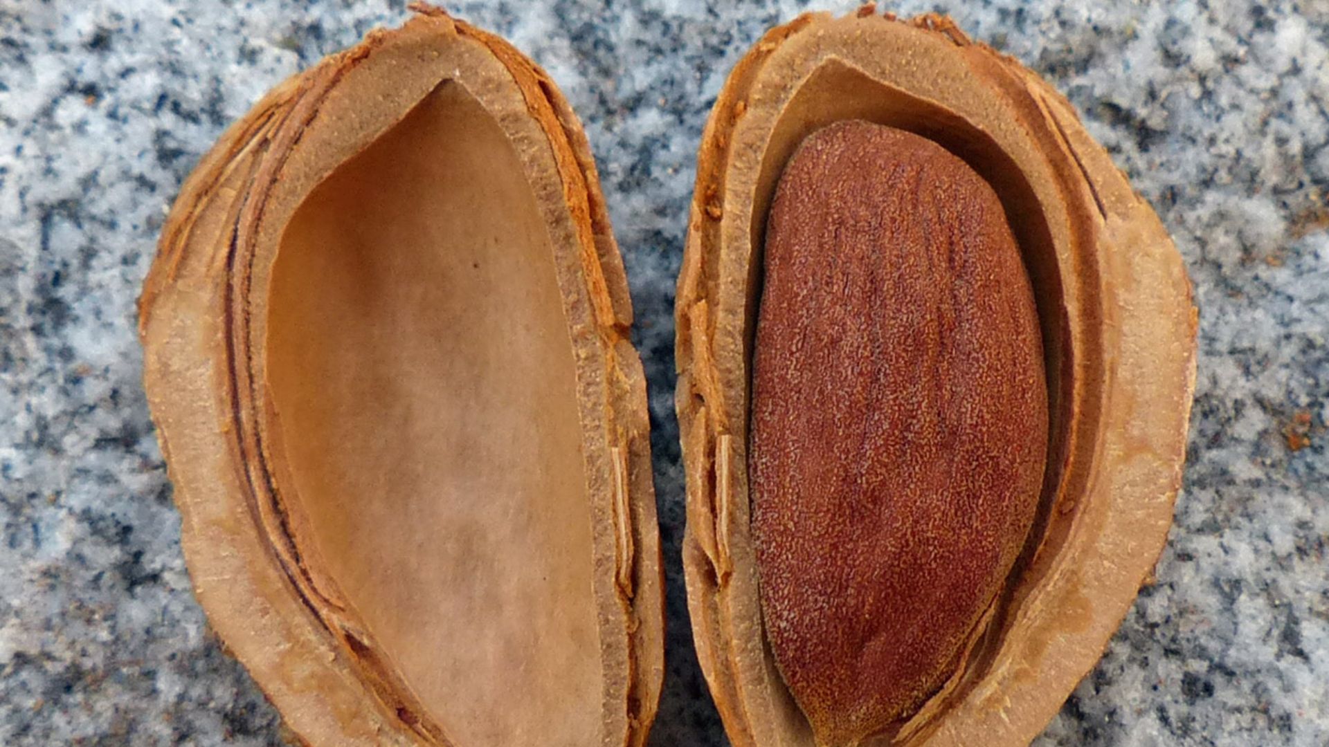 File:Almond in an open shell.jpg