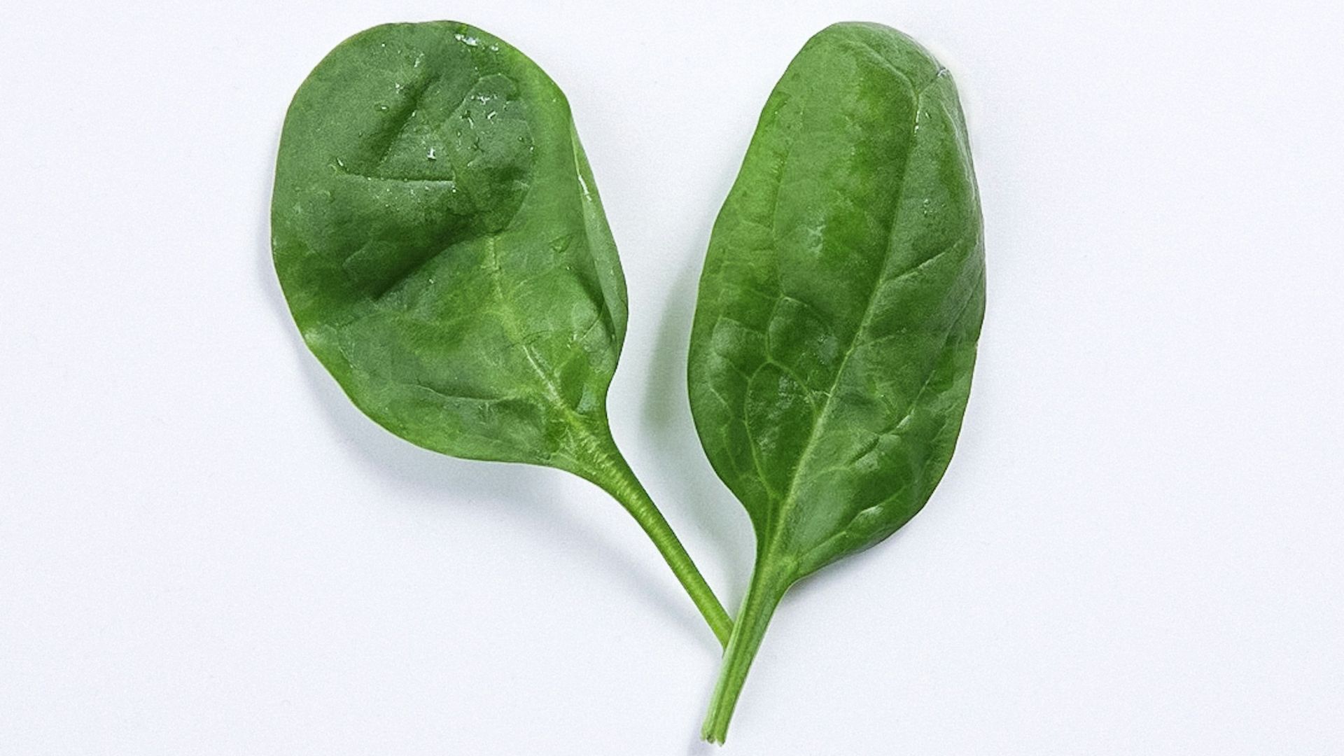 a green leaf with a white background