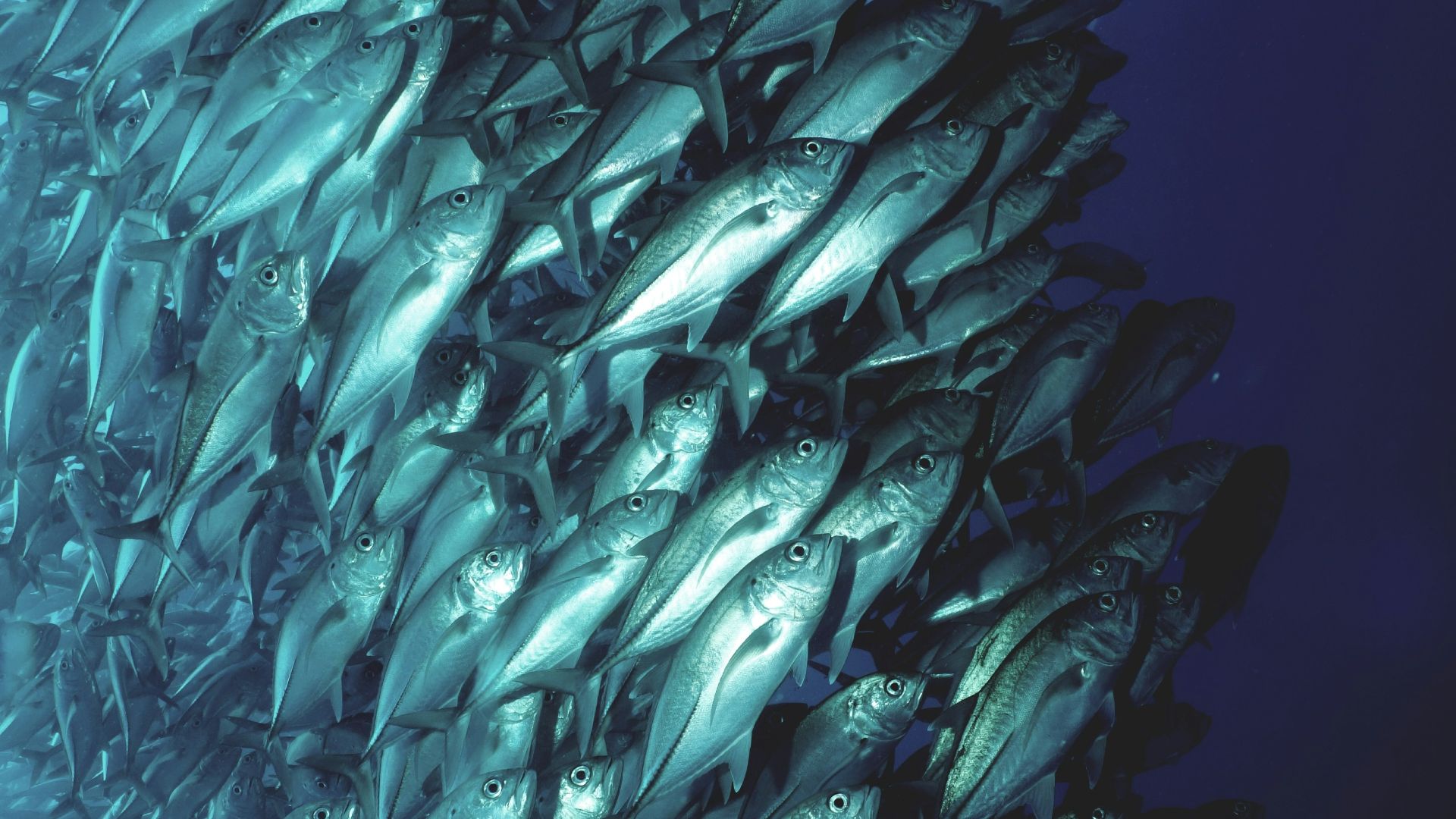 school of fish swimming underwater