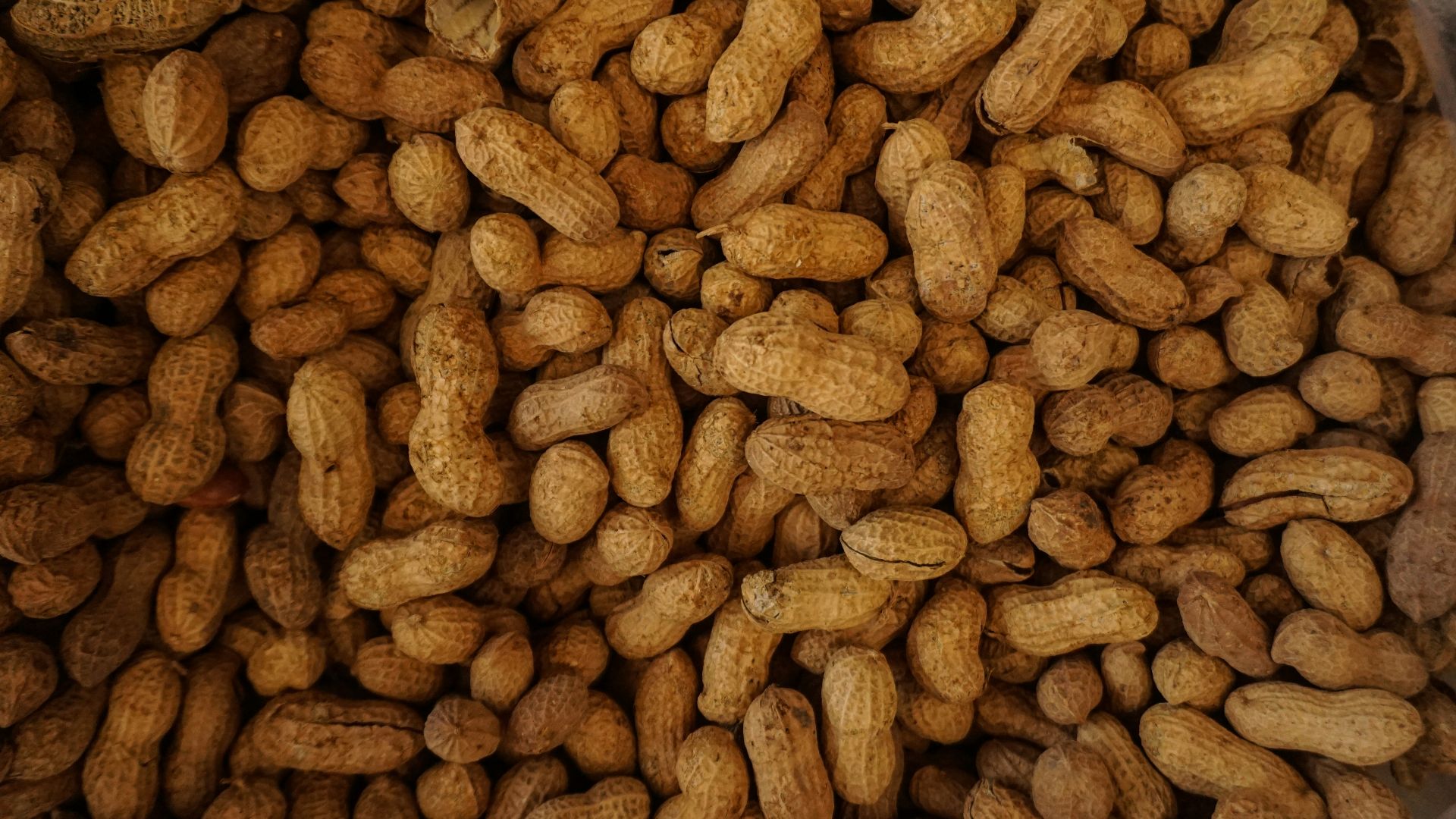 photography of brown nuts