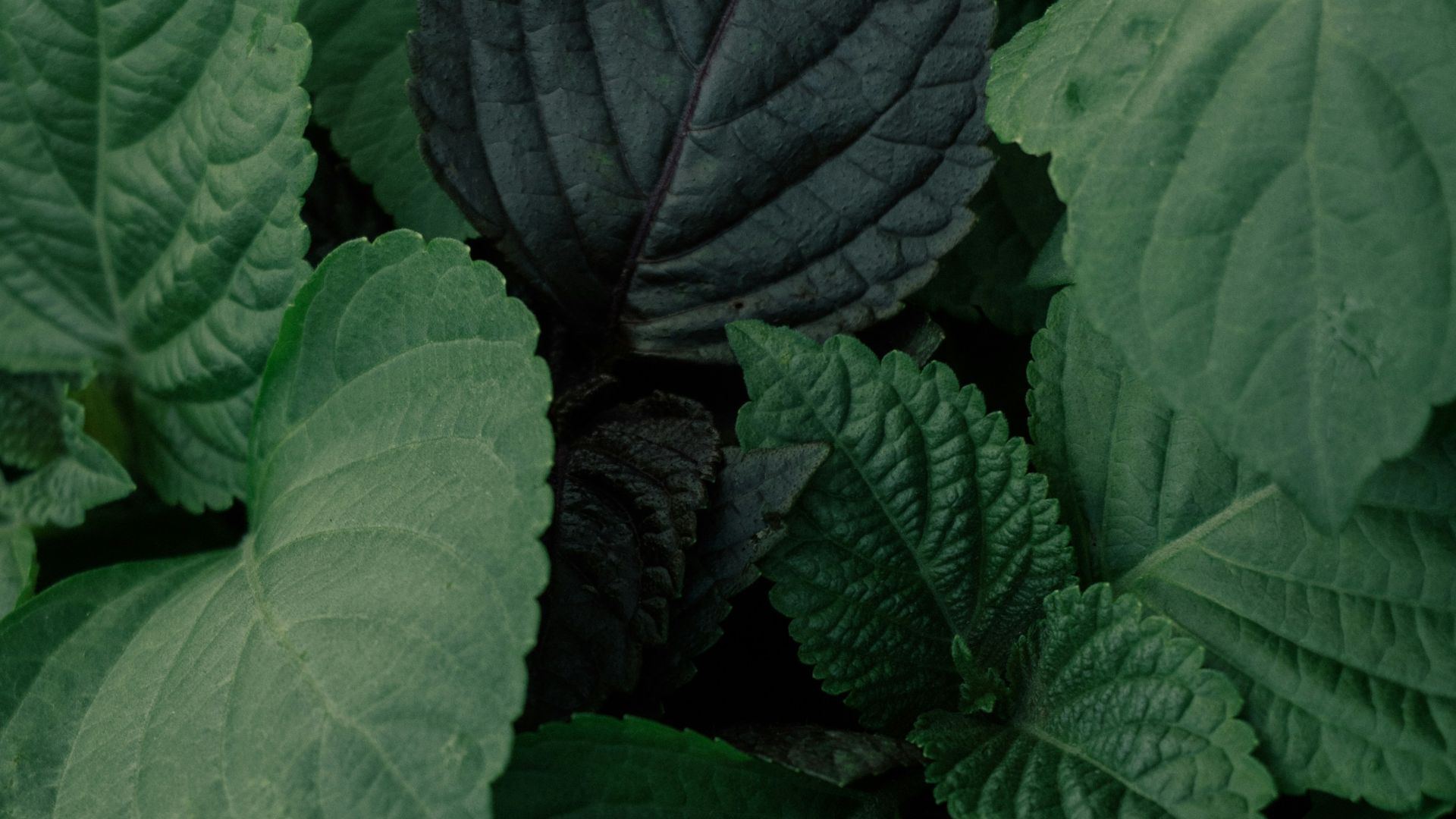 Vibrant green leaves fill the frame.