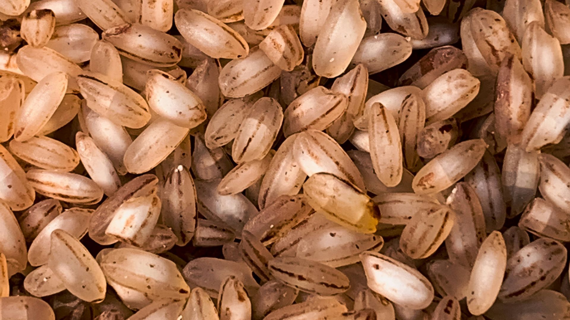 a close up of a pile of seeds