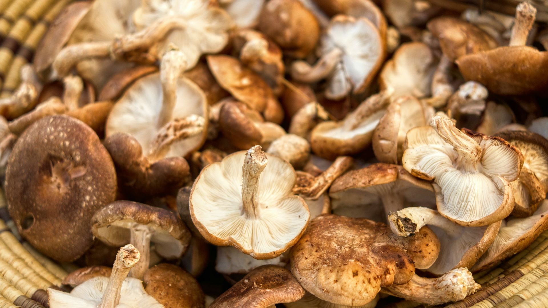 brown and white mushrooms on brown woven basket