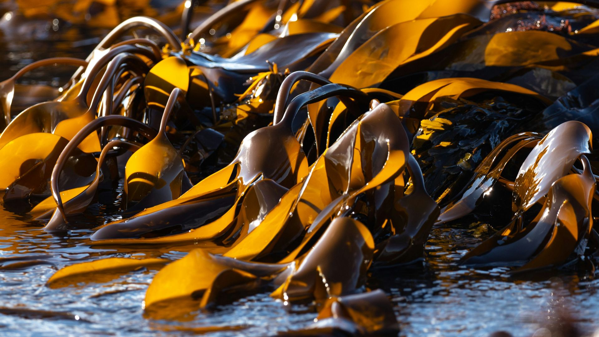 yellow and black leaves on water