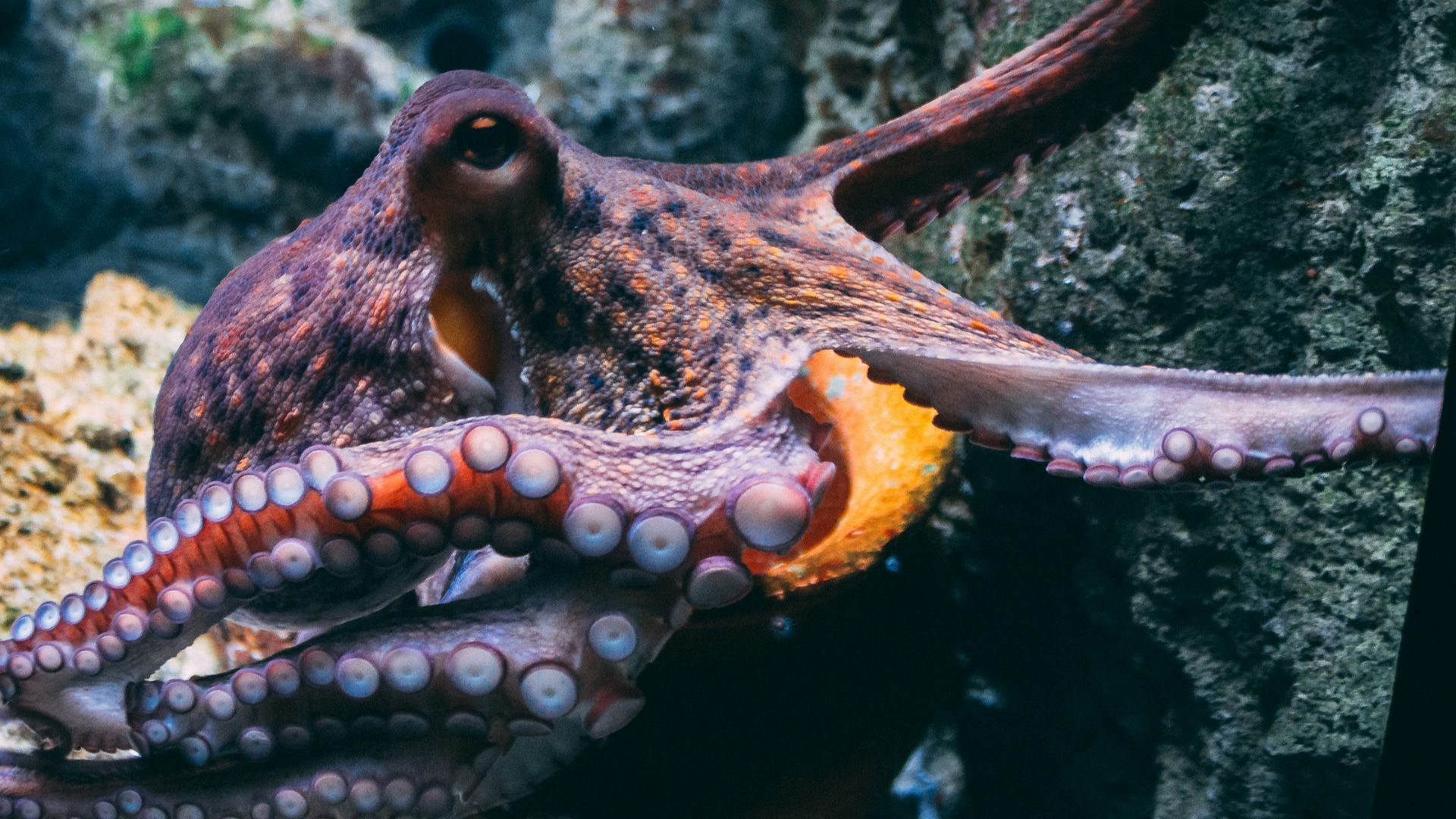 brown and black dragon in water
