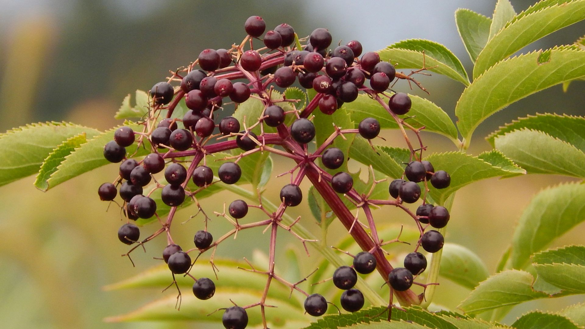 a close up of a plant with berries on it