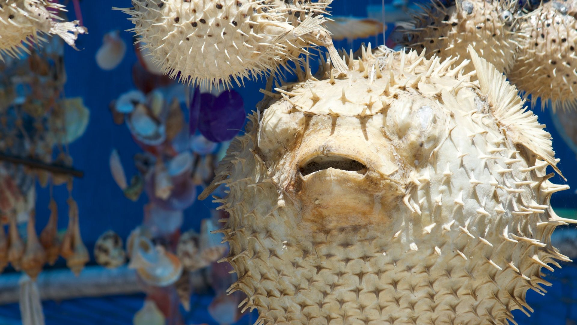 A bunch of strange looking objects hanging from a ceiling