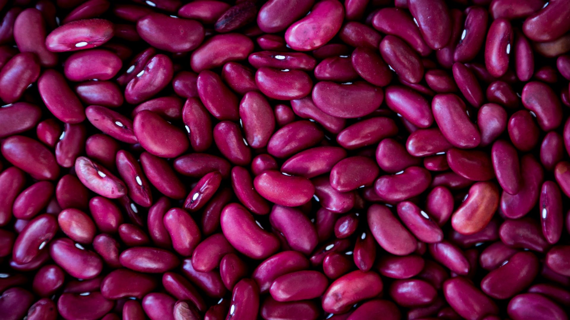purple bean lot