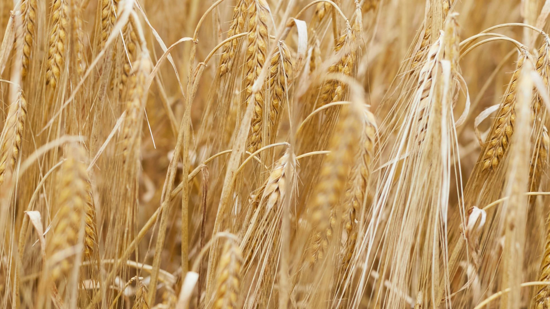 brown wheat field during daytime