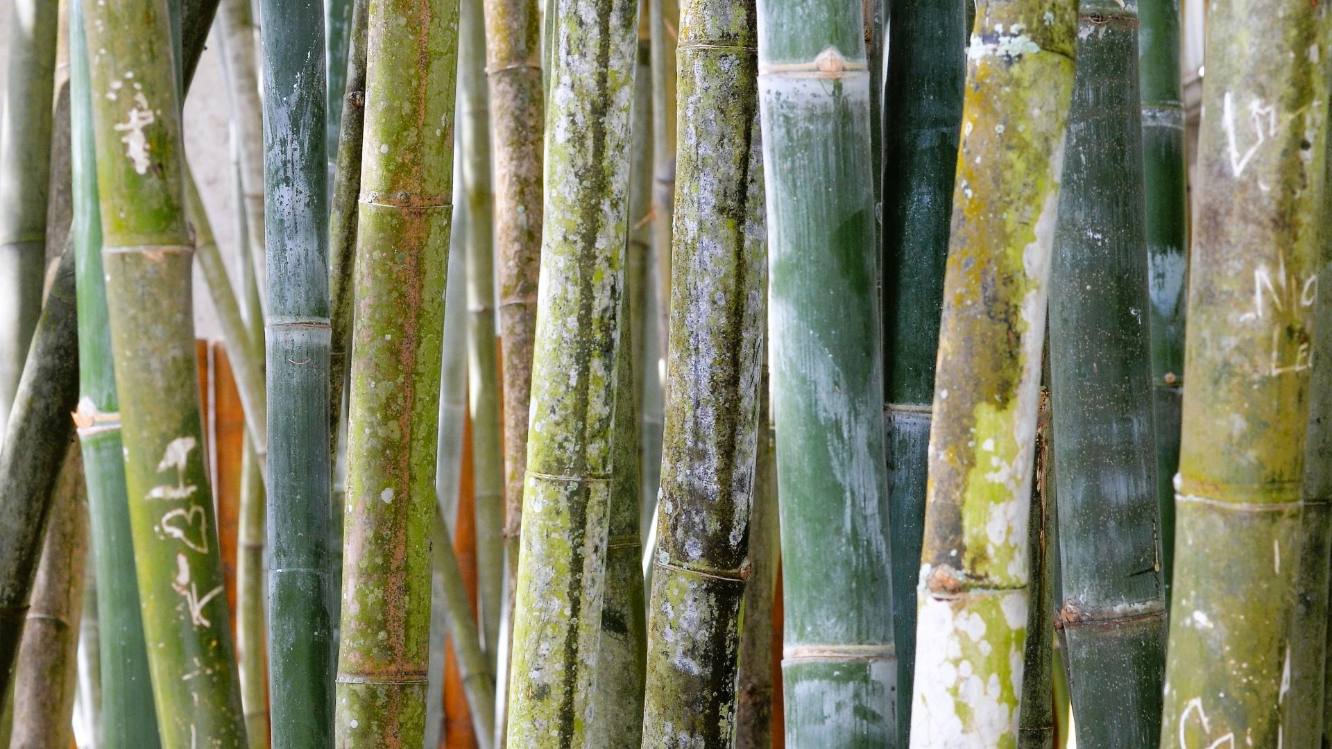 a large group of bamboo trees in a forest