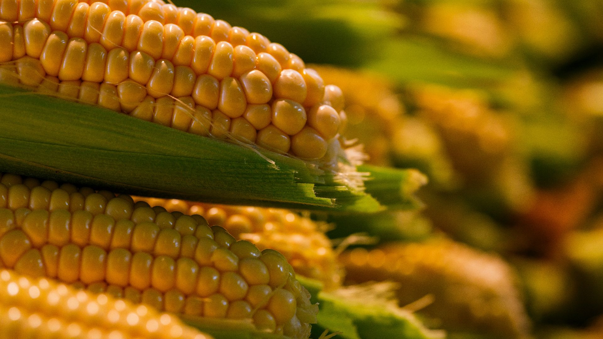 a close up of corn on the cob