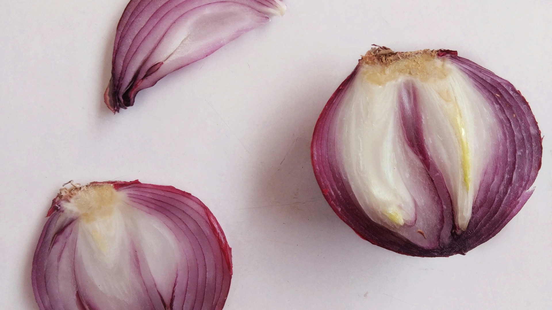 purple and white flower petals