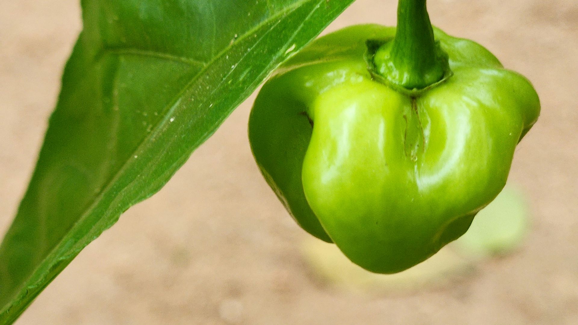 A green pepper grows on a vine.